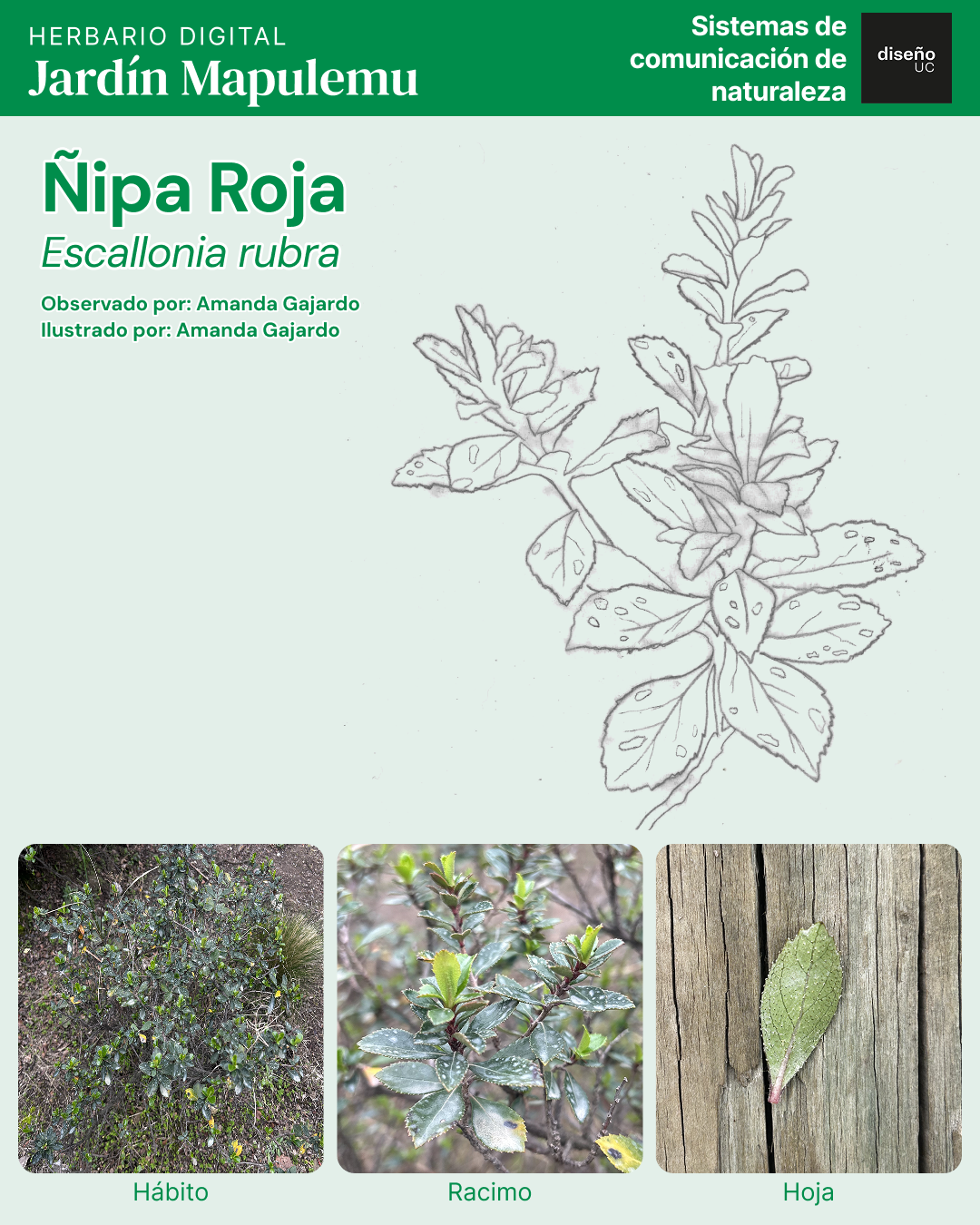 Ñipa Roja (Escallonia&nbsp;rubra)