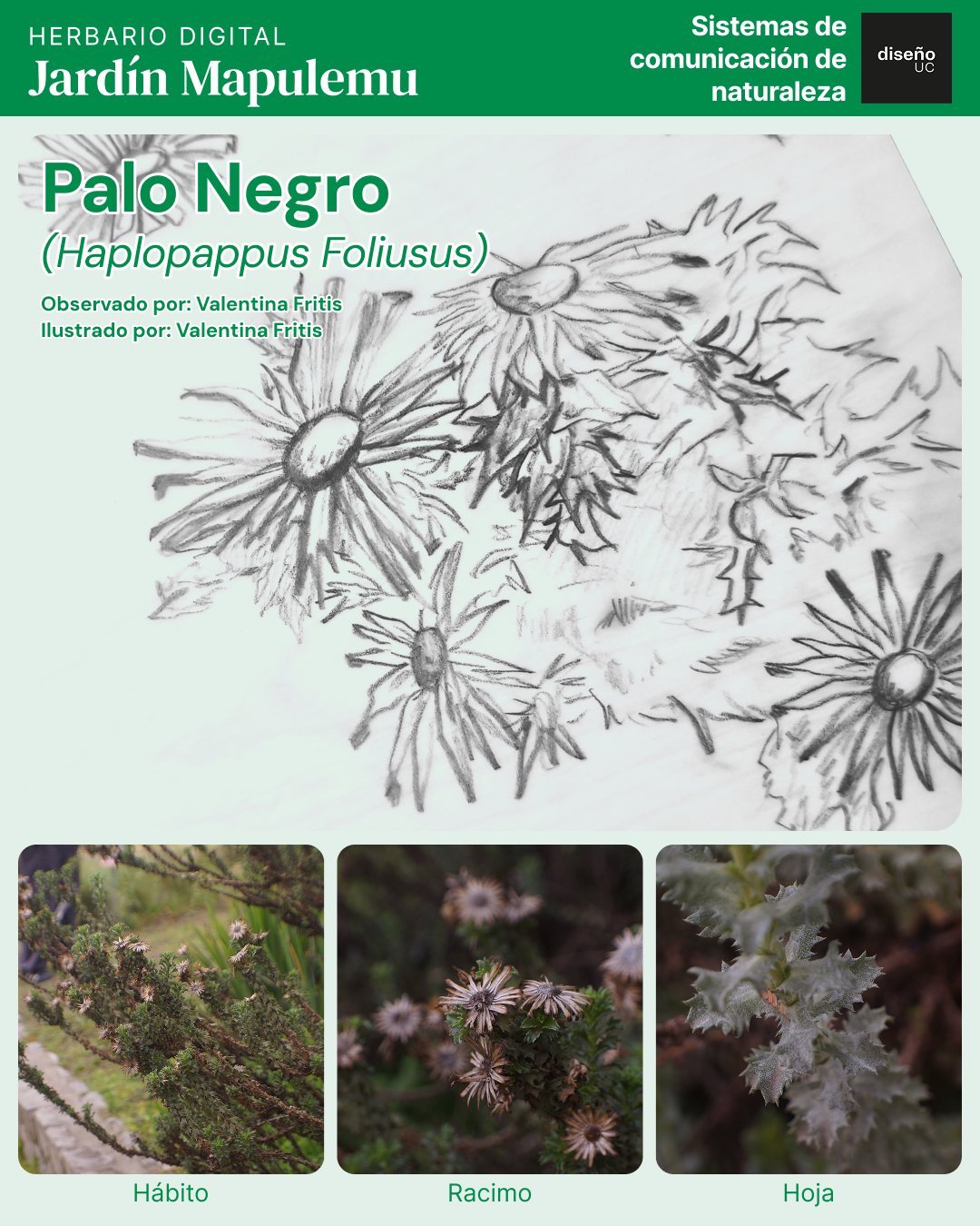 Palo Negro (Haplopappus&nbsp;Foliusus)